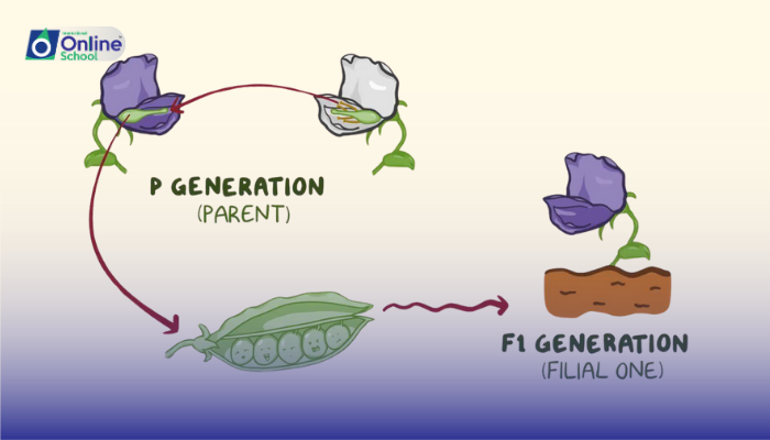 Lesson 07: Mendelian Genetics